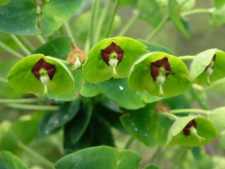 Euphorbia characias / Euforbia cespugliosa